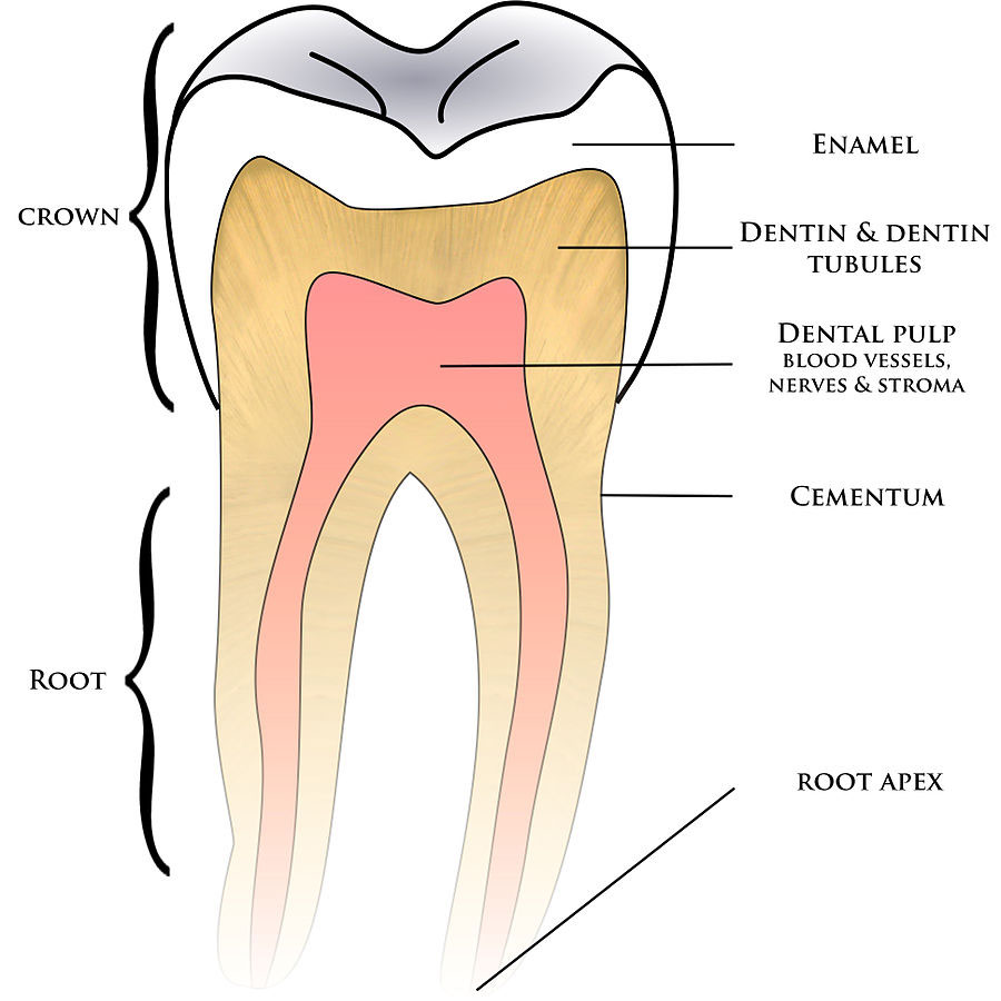 Dental Crown